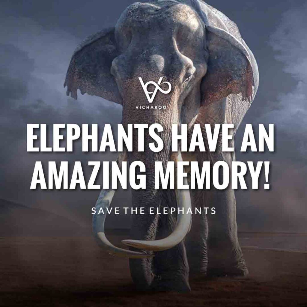 Elephants have an amazing memory | Save Elephants Slogans and Quotes | World Elephant Day