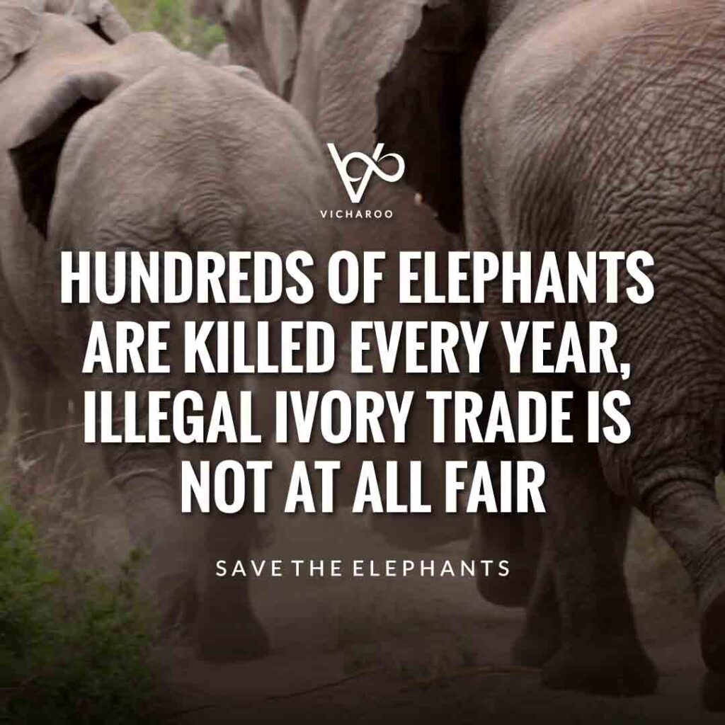 Hundreds of elephants are killed every year, illegal ivory trade is not at all fair | Save Elephants Slogans and Quotes | World Elephant Day
