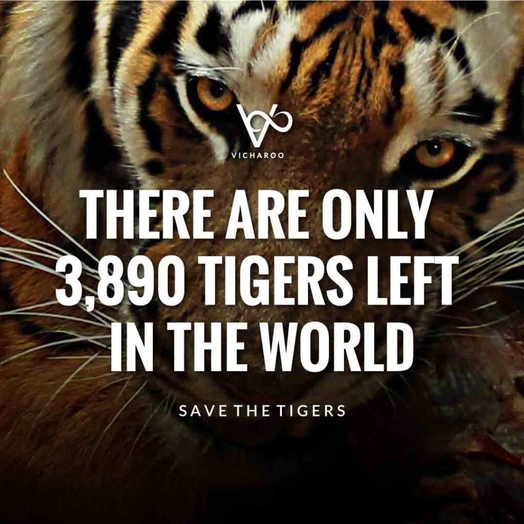There are only 3890 tigers left in the world | Save Tigers Slogans and Quotes | International Tiger Day