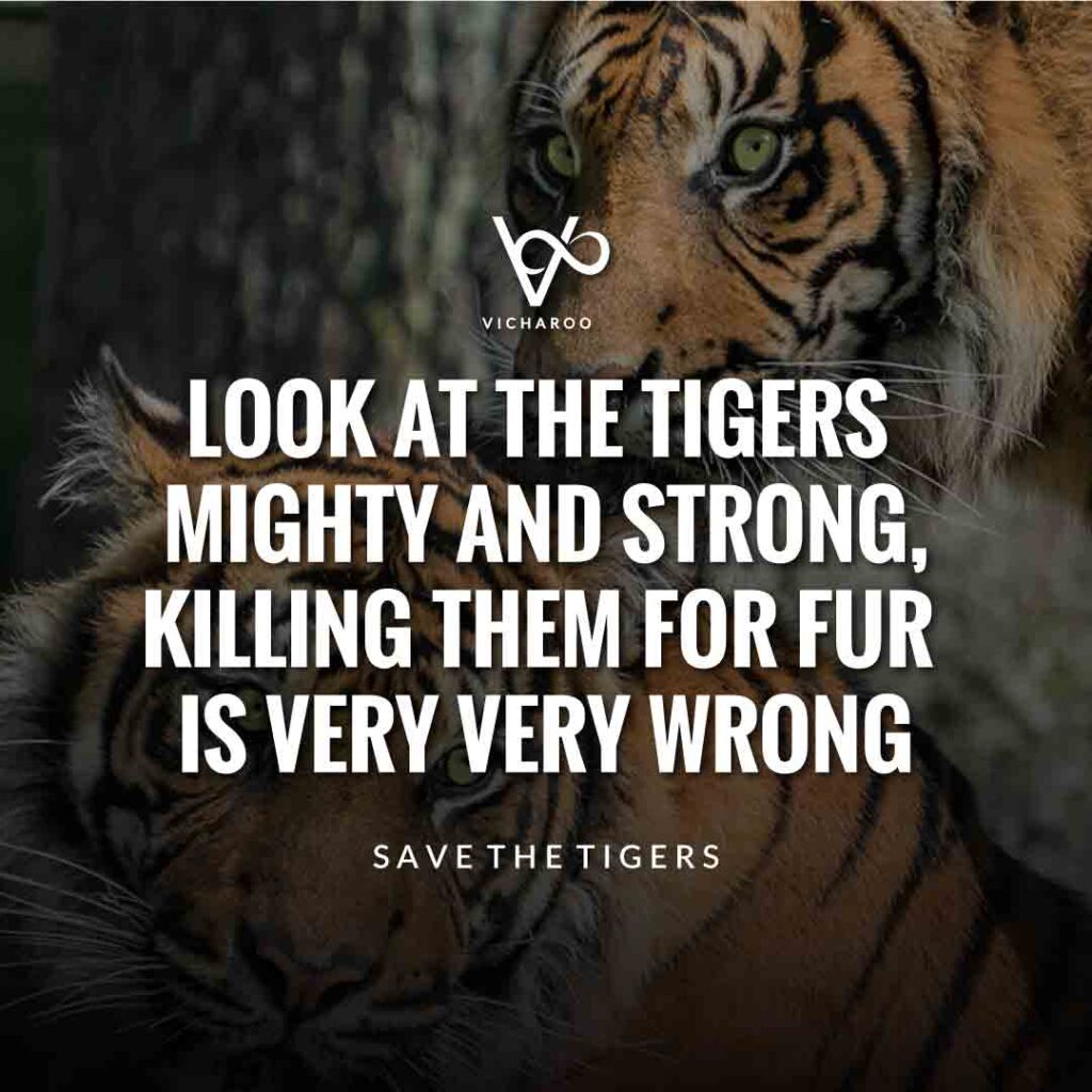 Look at the tigers mighty and strong, killing them for fur is very very long | Save Tigers Slogans and Quotes | International Tiger Day