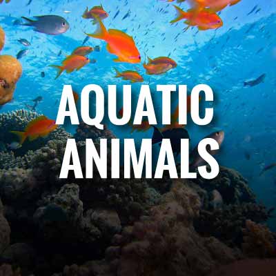 Aquatic animals slogans and quotes