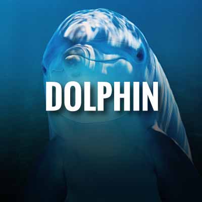 Dolphin slogans and quotes