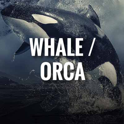 Whale / orca slogans and quotes