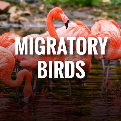 Migratory Birds slogans and quotes