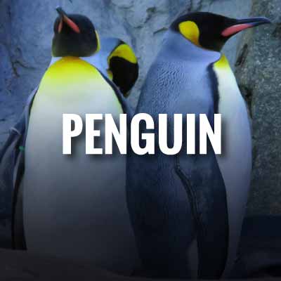 Penguin slogans and quotes