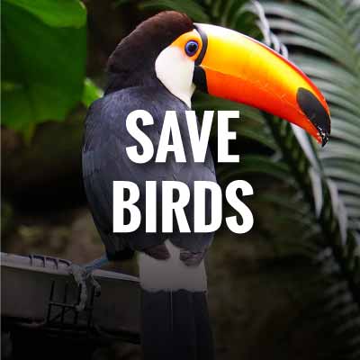 Save Birds Slogans and Quotes