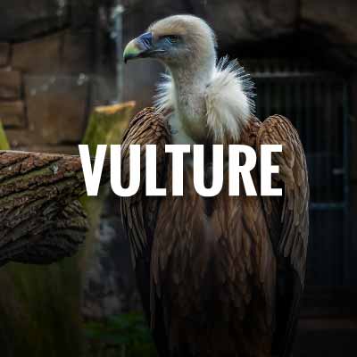 Vulture / Buzzards slogans and quotes