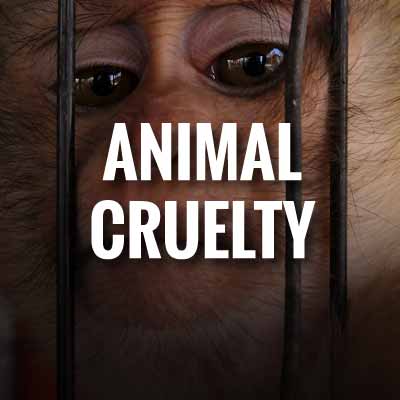 Animal cruelty slogans and quotes