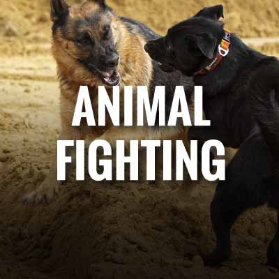 Animal fighting festivals slogans and quotes