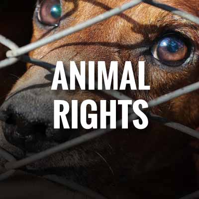 Animal Rights slogans and quotes