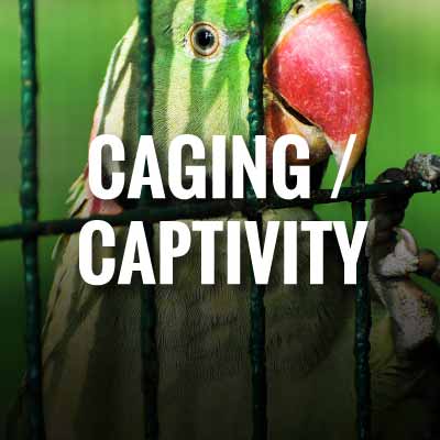 Animal Caging / captivity slogans and quotes