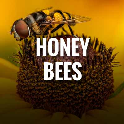 Honey Bees slogans and quotes