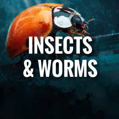 Insects and worms slogans and quotes
