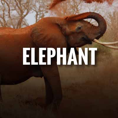 Elephant slogans and quotes