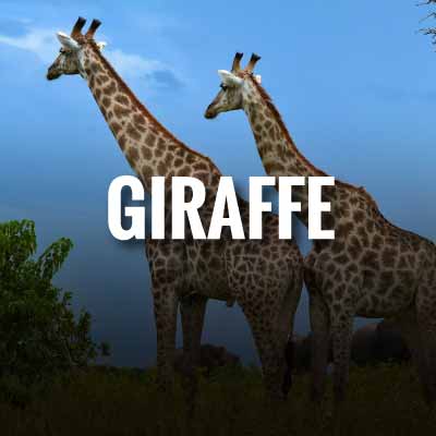 Giraffe slogans and quotes