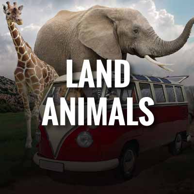 Land Animals slogans and quotes