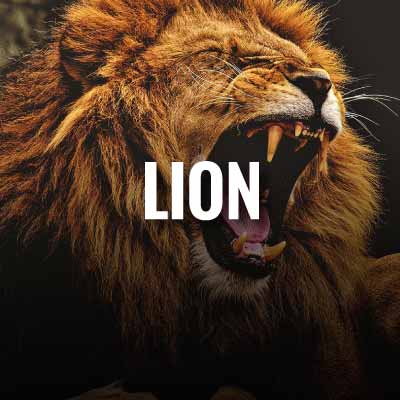 Lion slogans and quotes