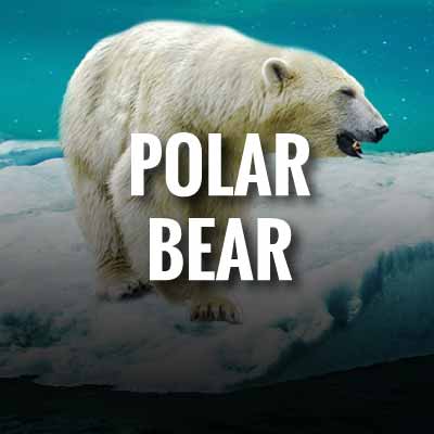Polar Bear slogans and quotes