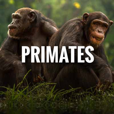 Primates slogans and quotes