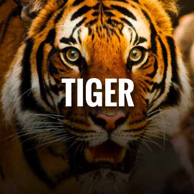 Tiger slogans and quotes