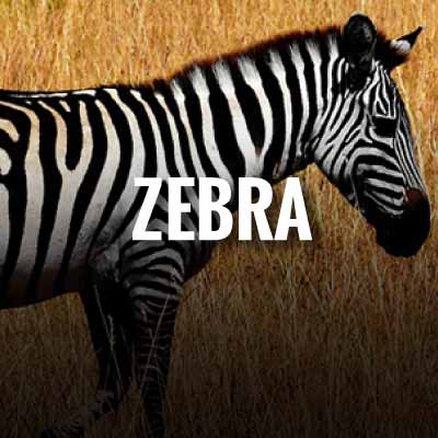 Zebra slogans and quotes