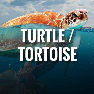 Turtle / tortoise slogans and quotes