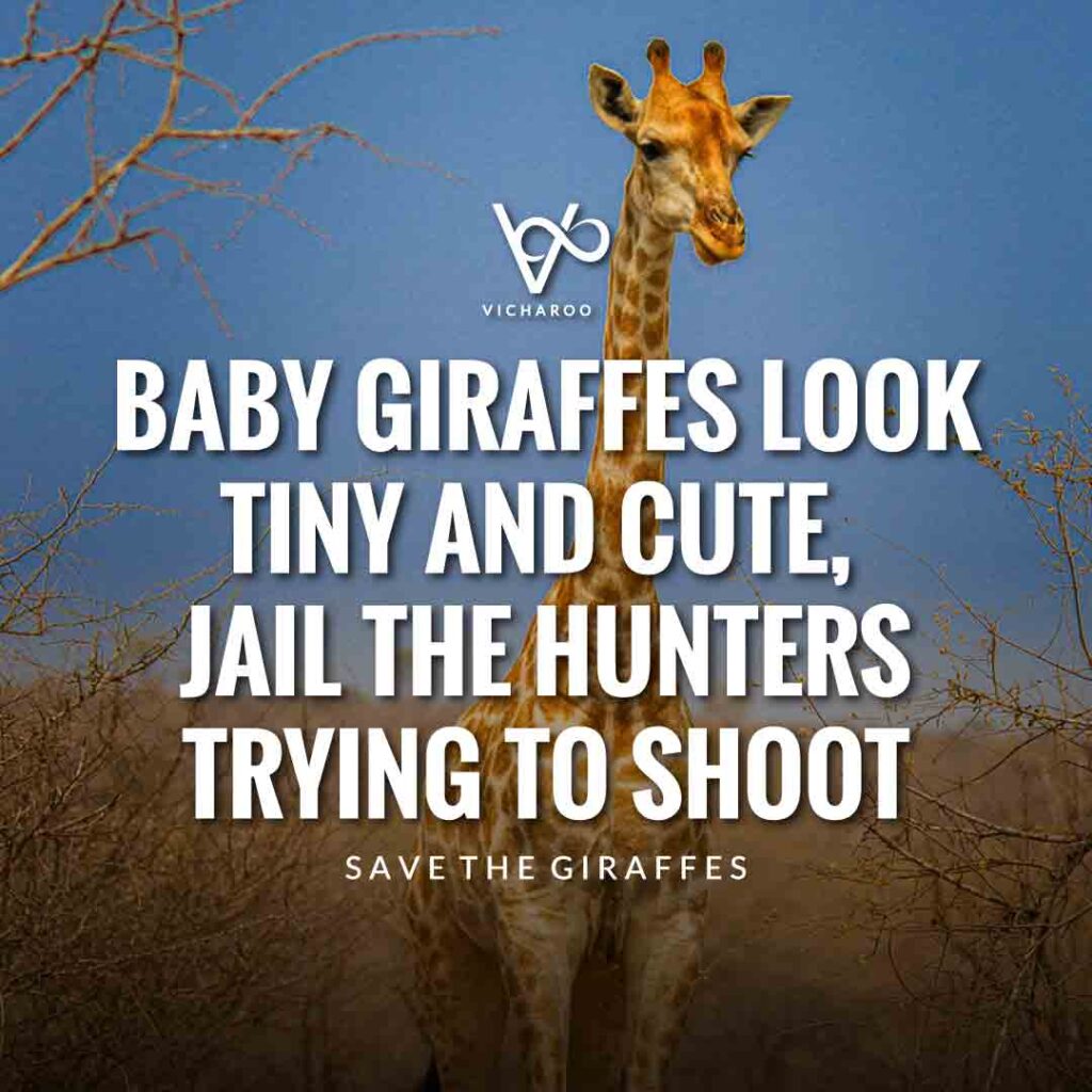 Baby giraffes look tiny and cute, jail the hunters trying to shoot | Save Giraffes Slogans | World Giraffe Day