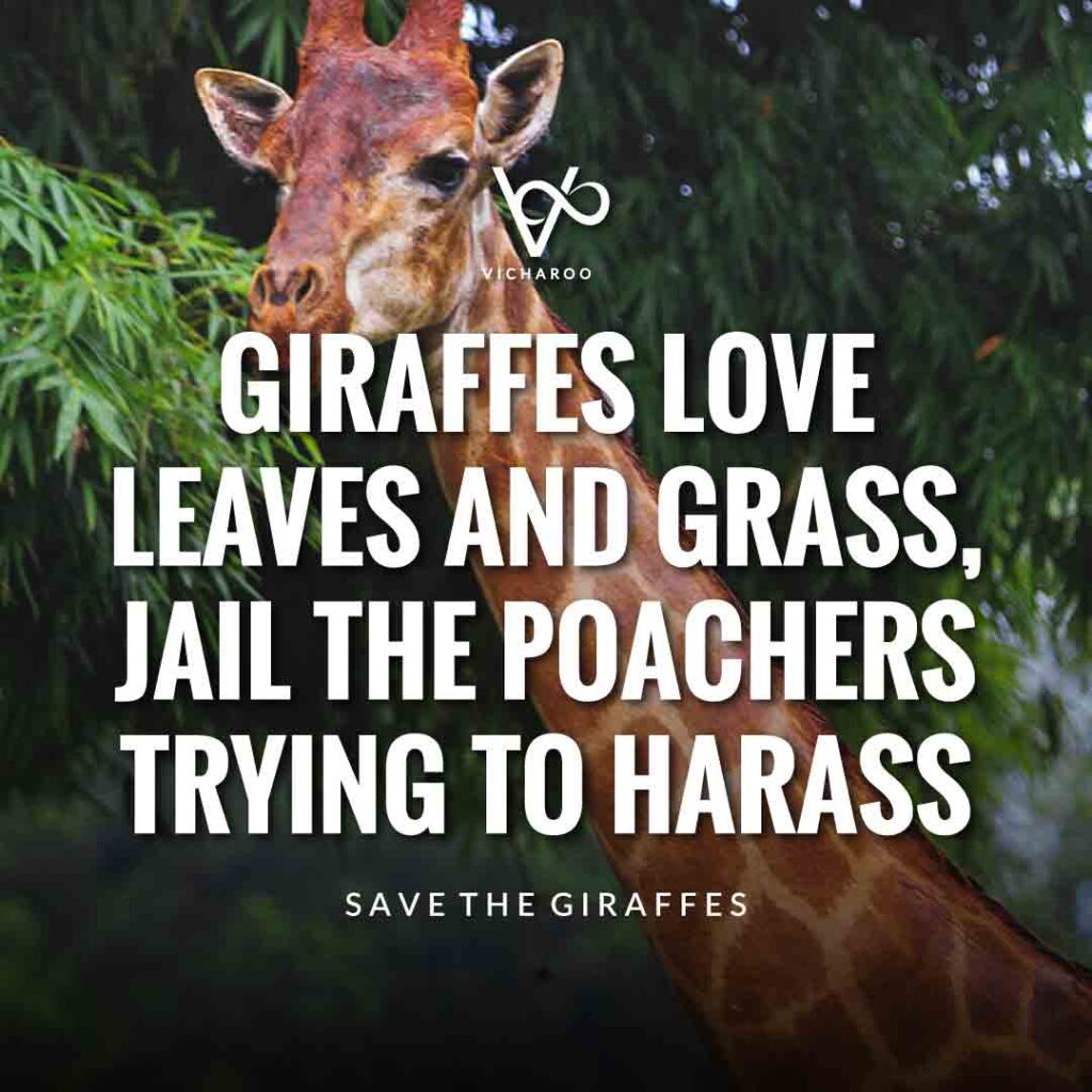 Giraffes love leaves and grass, jail the poachers trying to harass | Save Giraffes Slogans | World Giraffe Day