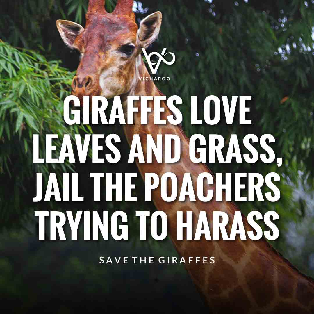 Giraffes love leaves and grass, jail the poachers trying to harass | Save Giraffes Slogans | World Giraffe Day