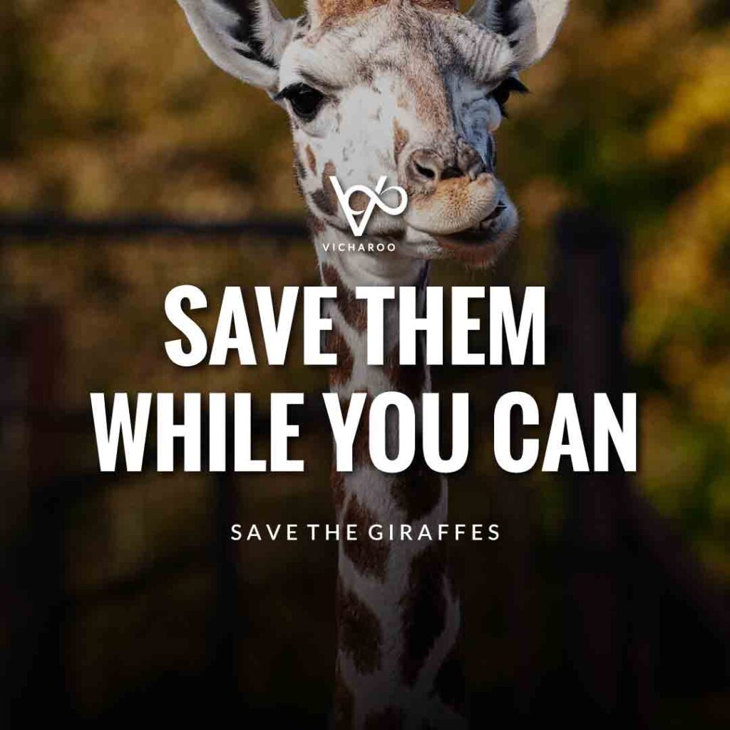Save them while you can | Save Giraffes Slogans | World Giraffe Day