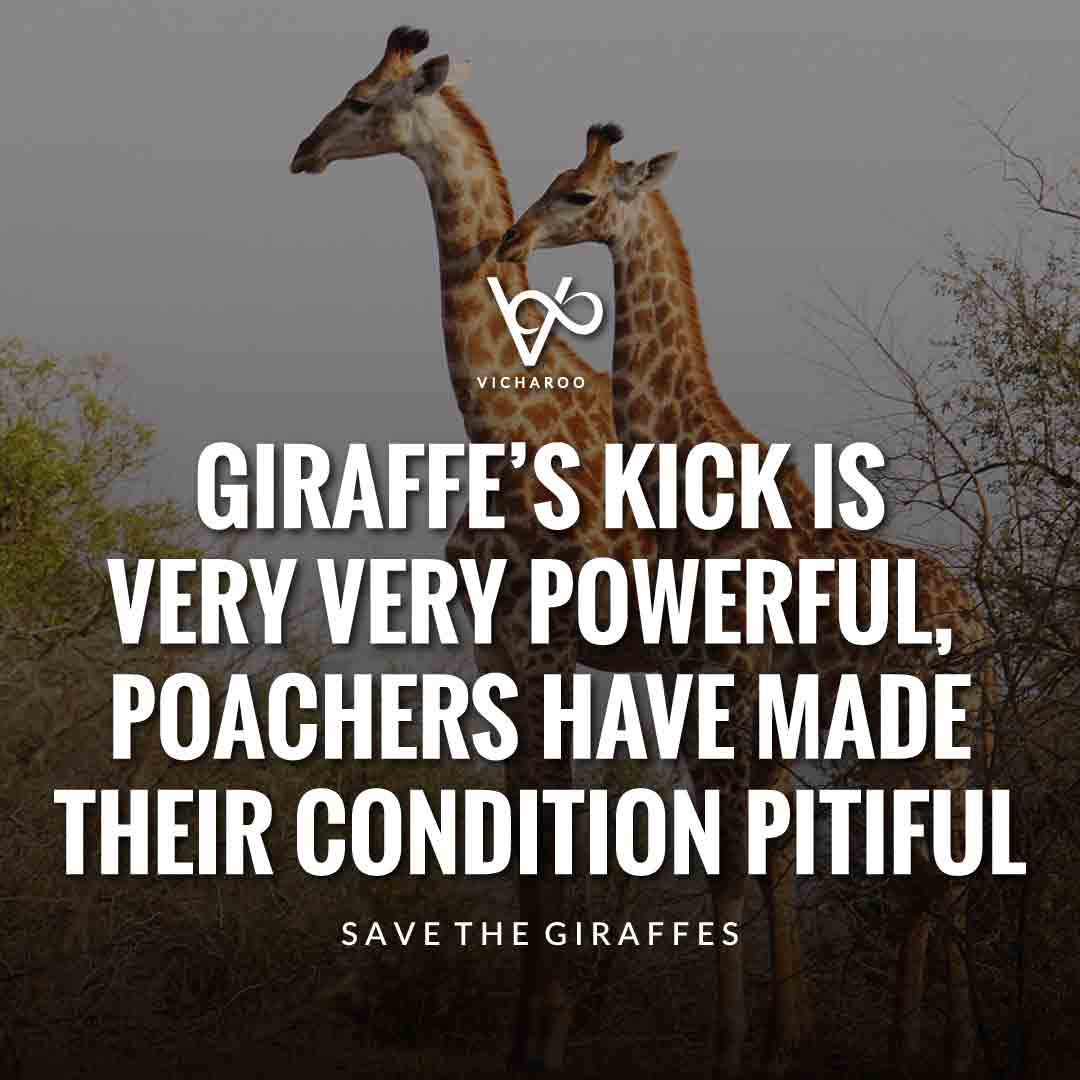 Giraffe’s kick is very very powerful, poachers have made their condition pitiful | Save Giraffes Slogans | World Giraffe Day
