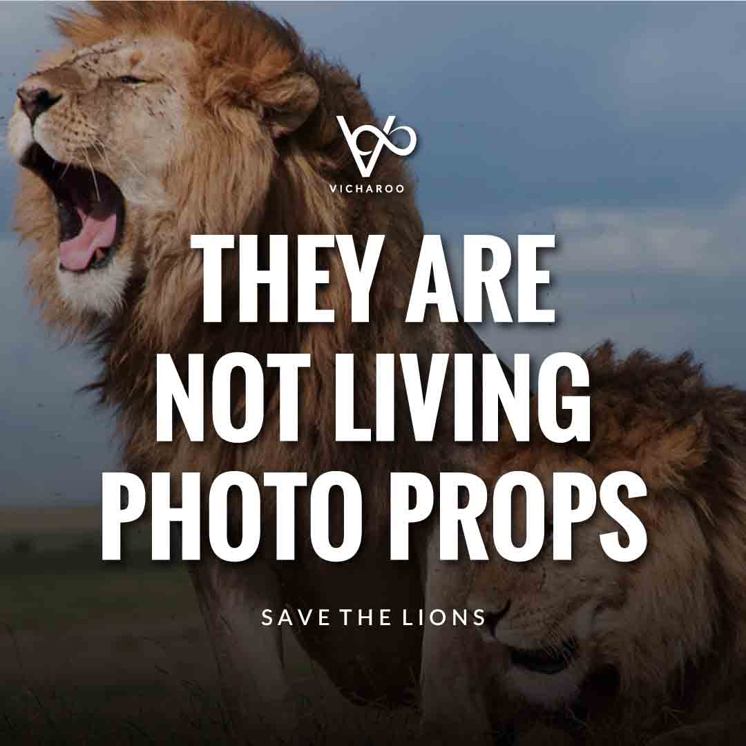 They are not living photo props | Stop Animal Cruelty | Save Lions | World Lion Day Slogans