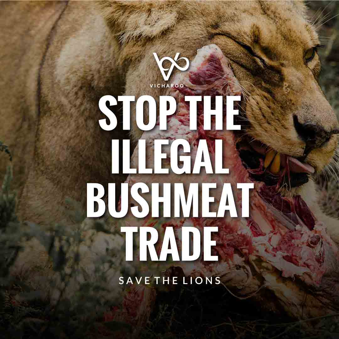 Stop the illegal bushmeat trade | Save Lions | World Lion Day Slogans