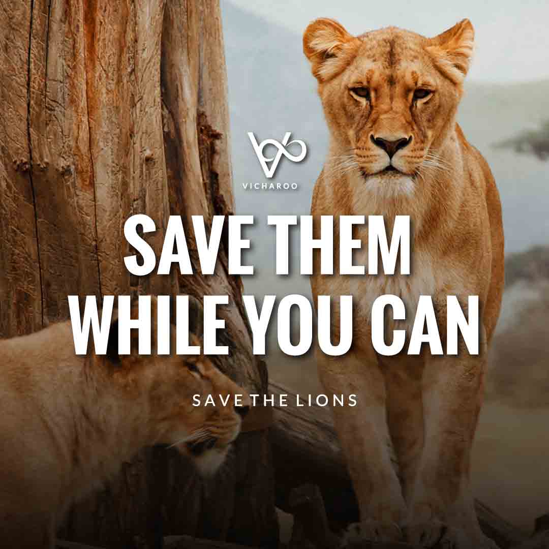 Save them while you can | Save Lions | World Lion Day Slogans