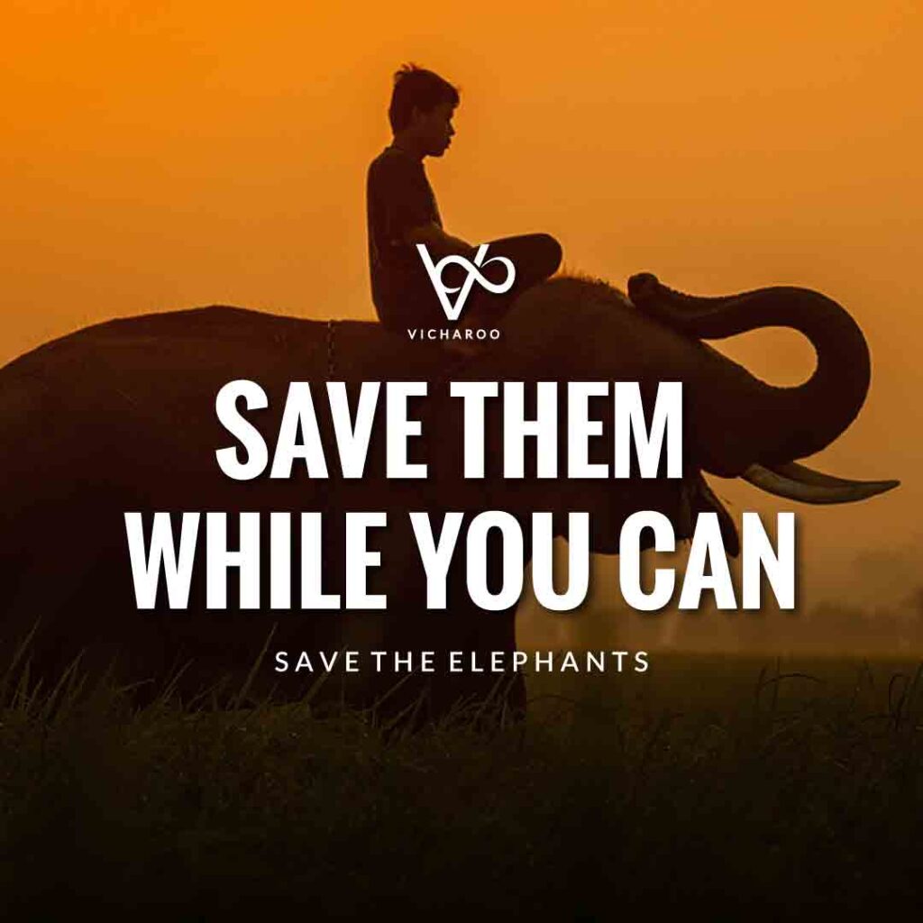 Save them while you can | Save Elephants Slogans | World Elephant Day | National Elephant Appreciation Day