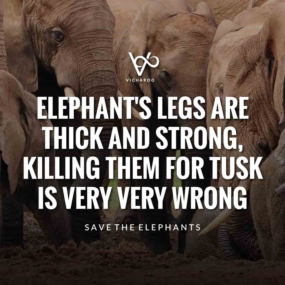 Elephant's legs are thick and strong, killing them for tusk is very very wrong | Save Elephants Slogans | World Elephant Day | National Elephant Appreciation Day