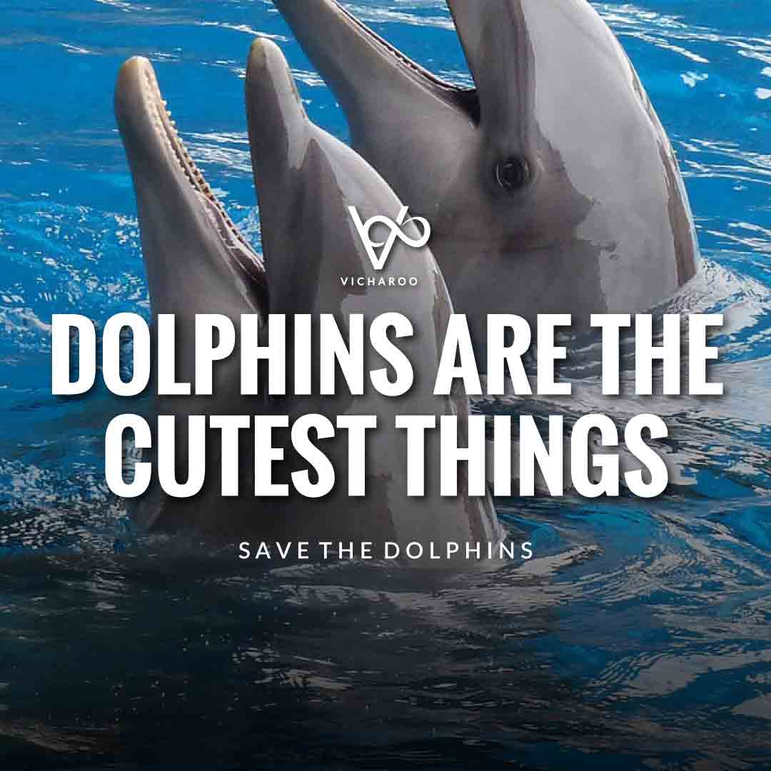 Dolphins are the cutest things | Save Dolphins Slogans and Quotes | National Dolphin Day
