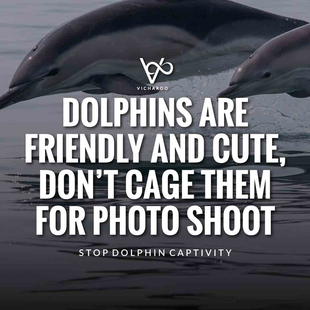 Dolphins are friendly and cute, don’t cage them for photo shoot | Save Dolphins Slogans and Quotes | National Dolphin Day