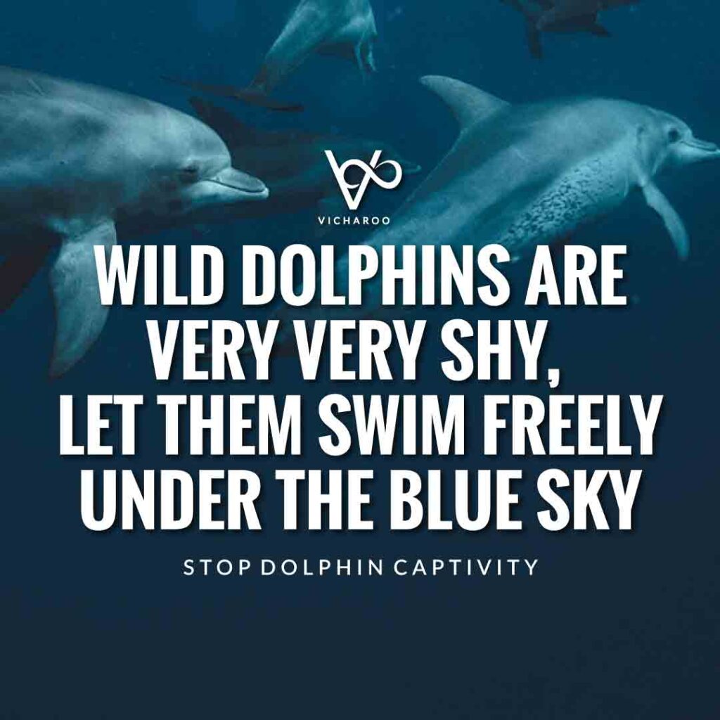 Wild dolphins are very very shy, let them swim freely under the blue sky | Save Dolphins Slogans and Quotes | National Dolphin Day