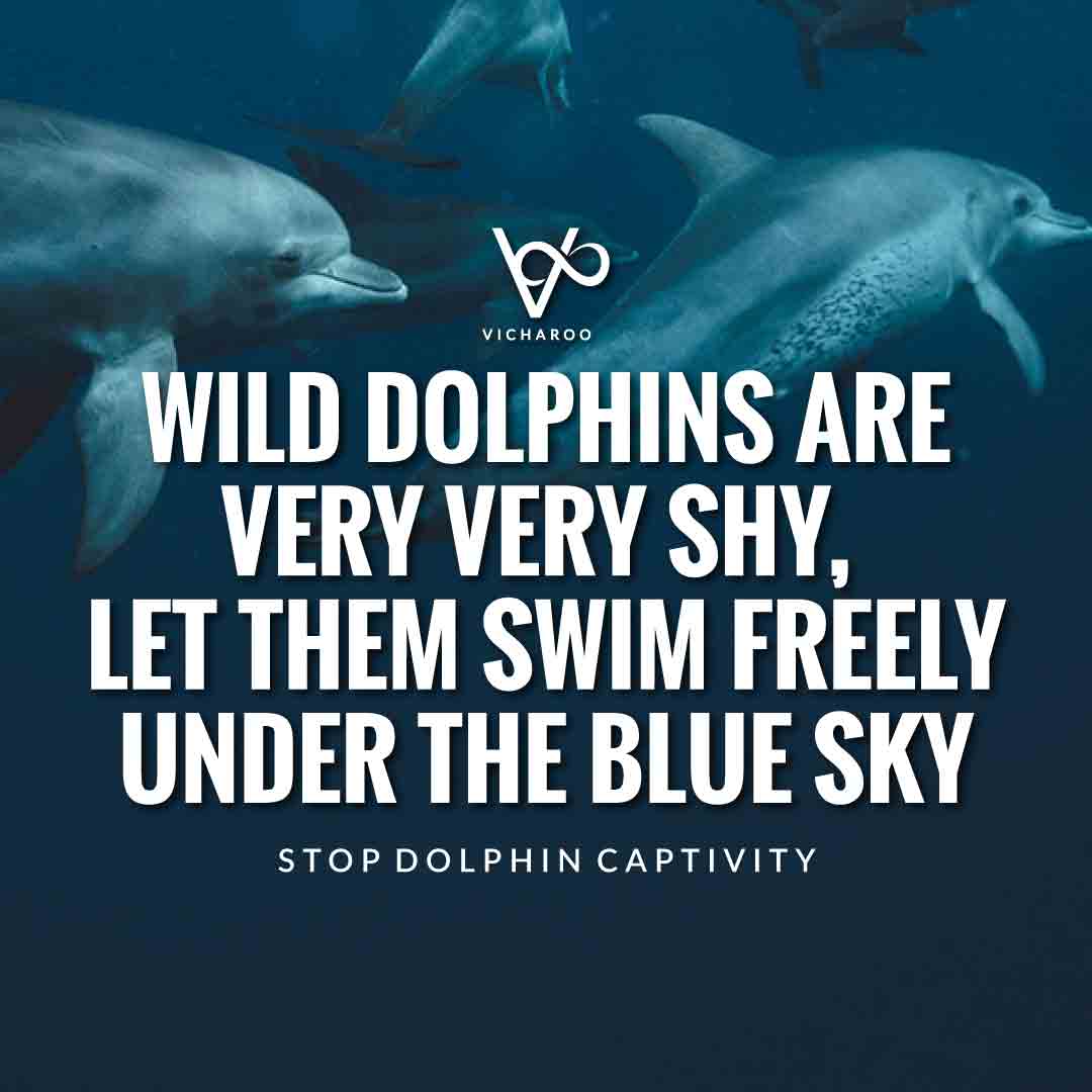 Wild dolphins are very very shy, let them swim freely under the blue sky | Save Dolphins Slogans and Quotes | National Dolphin Day