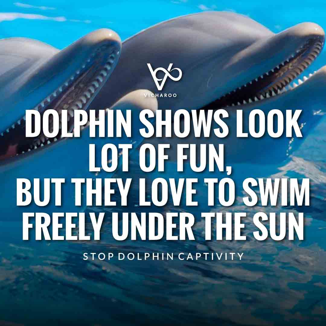 Dolphin shows look lot of fun, but they love to swim freely under the sun | Save Dolphins Slogans and Quotes | National Dolphin Day