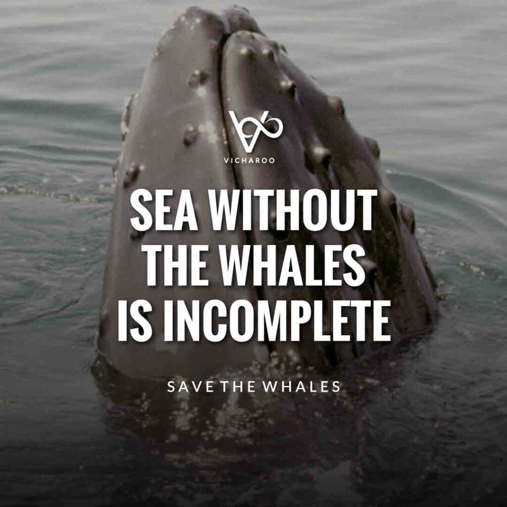 Sea without the whales is incomplete | Save Whales Slogans | World Whale Day