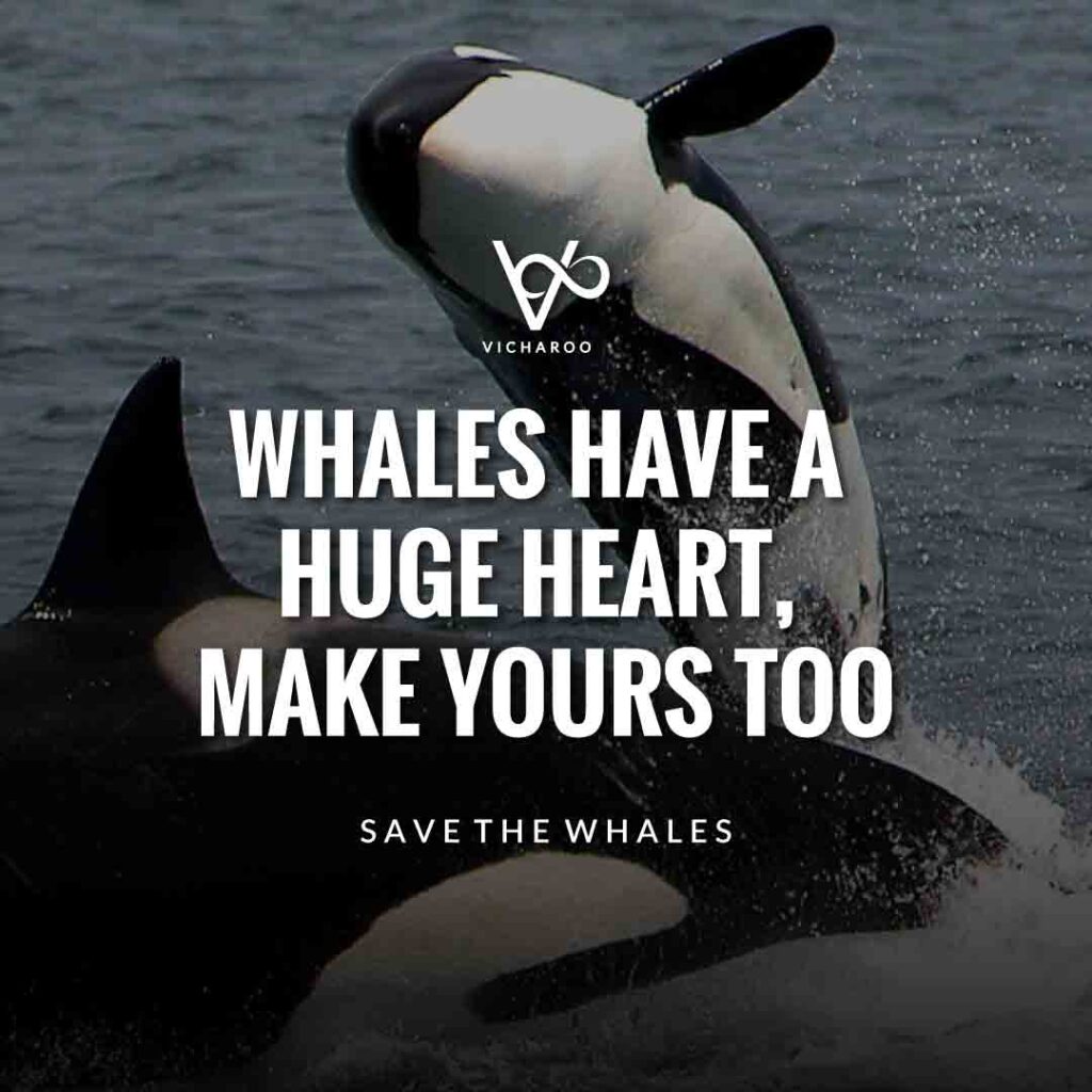 Whales have a huge heart, make yours too | Save Whales Slogans | World Orca Day