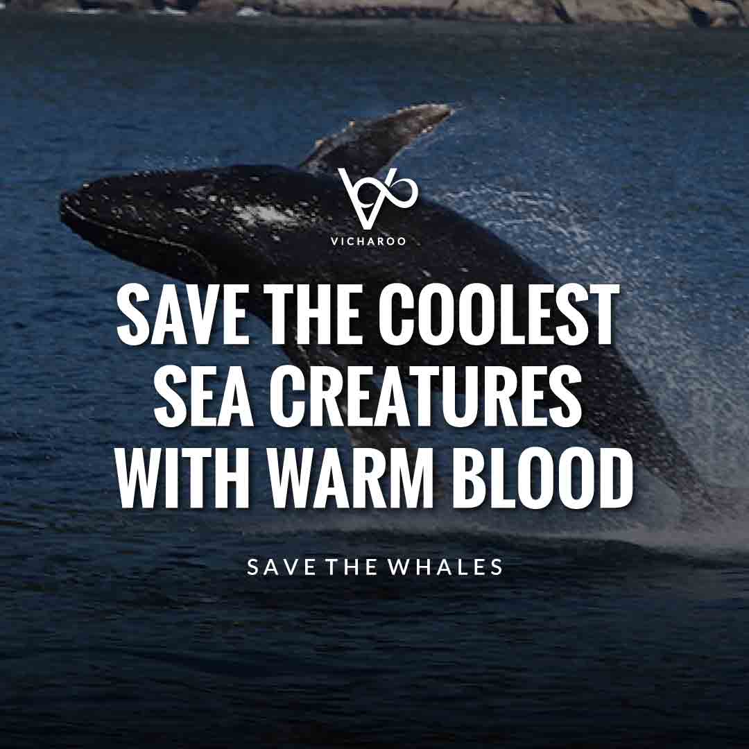 Save the coolest sea creatures with warm blood | Save Whales Slogans | World Whale Day