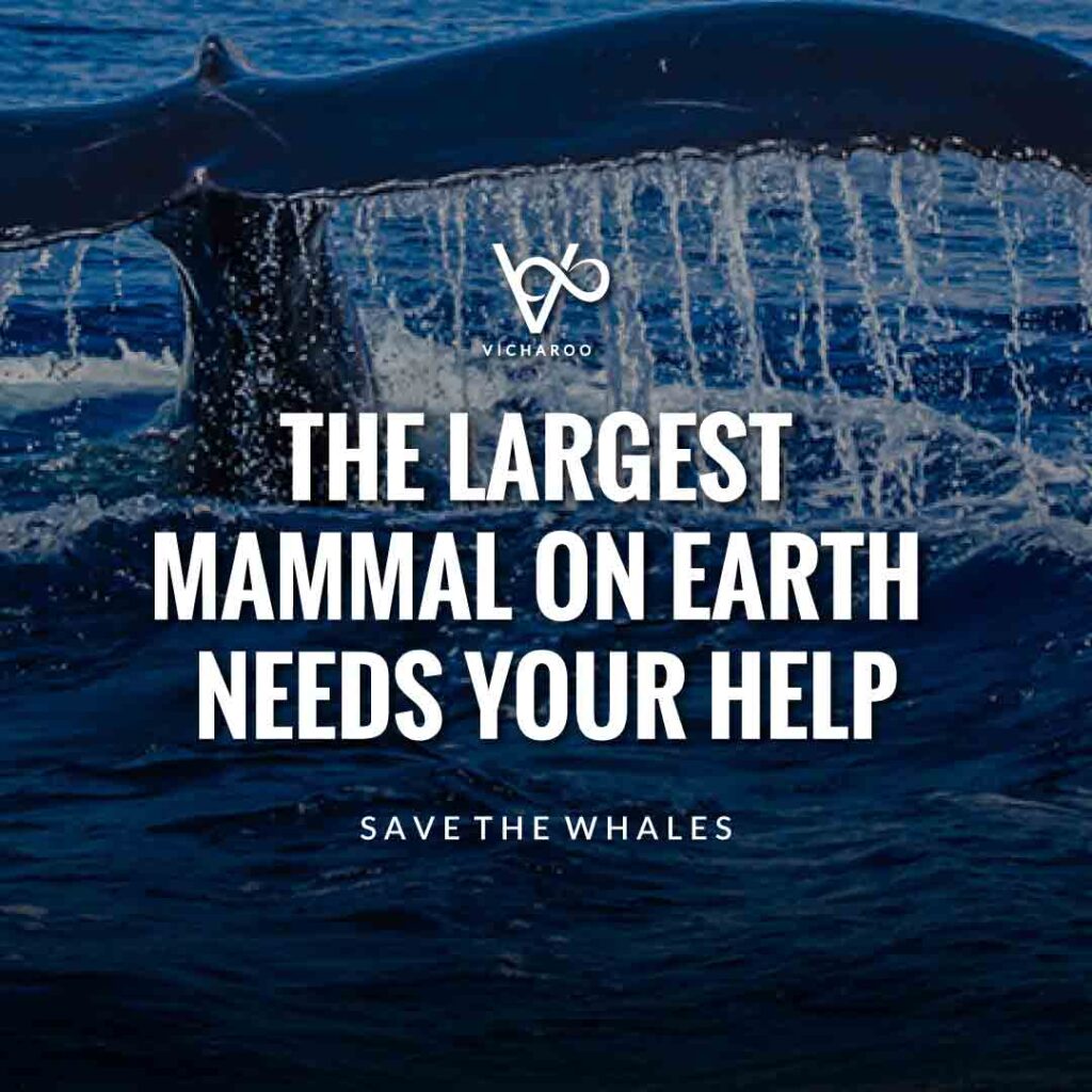 The largest mammal on earth needs your help | Save Whales Slogans | World Whale Day