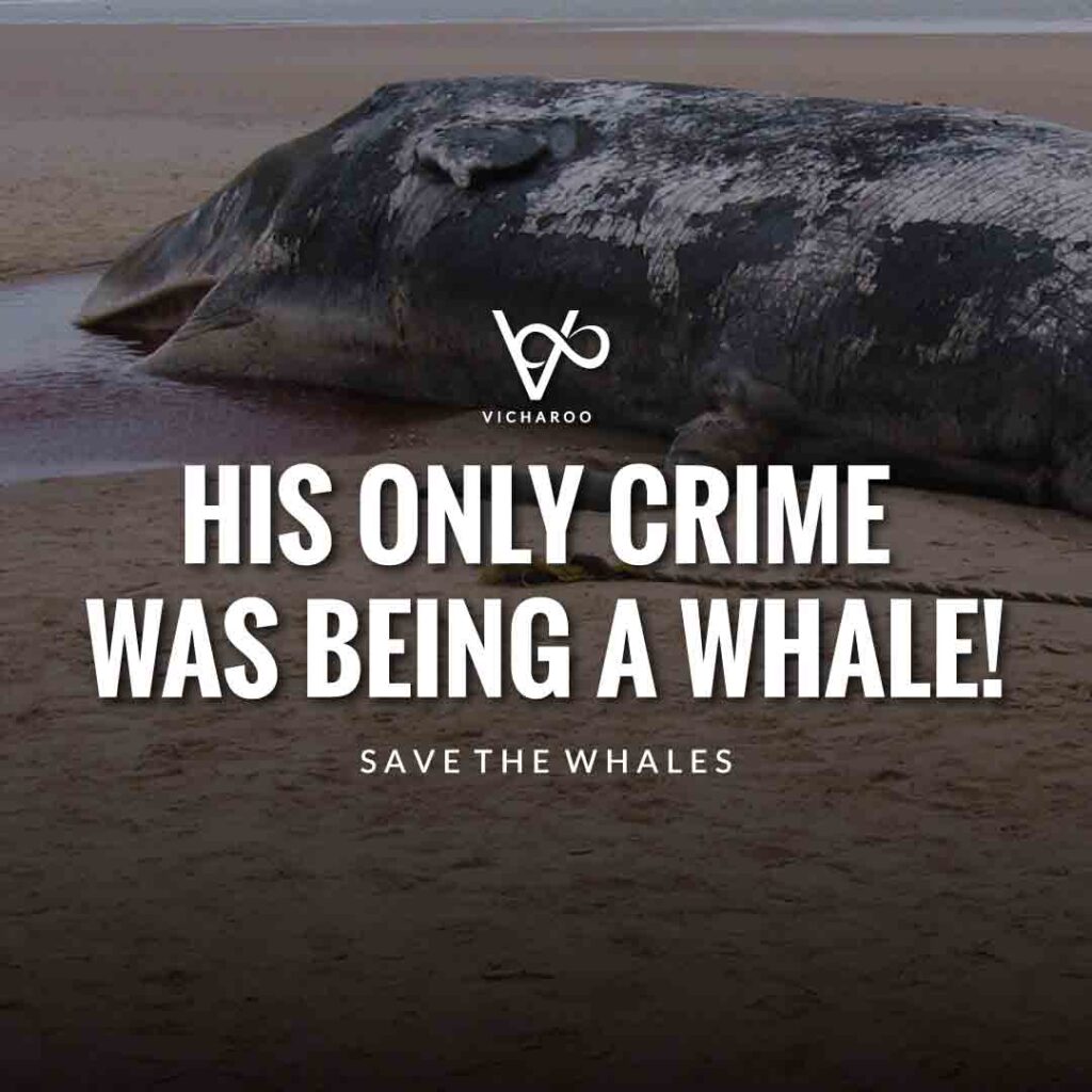 His only crime was being a whale! | Save Whales Slogans | World Whale Day