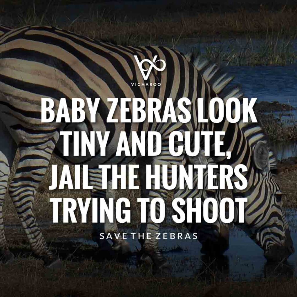 Baby Zebras look tiny and cute, jail the hunters trying to shoot | Save Zebras Slogans and Quotes | International Zebra Day