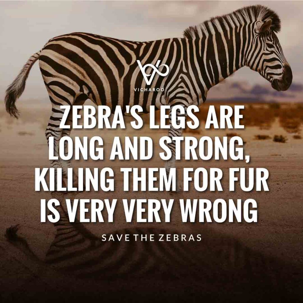 Zebra's legs are long and strong, killing them for fur is very very wrong | Save Zebras Slogans and Quotes | International Zebra Day