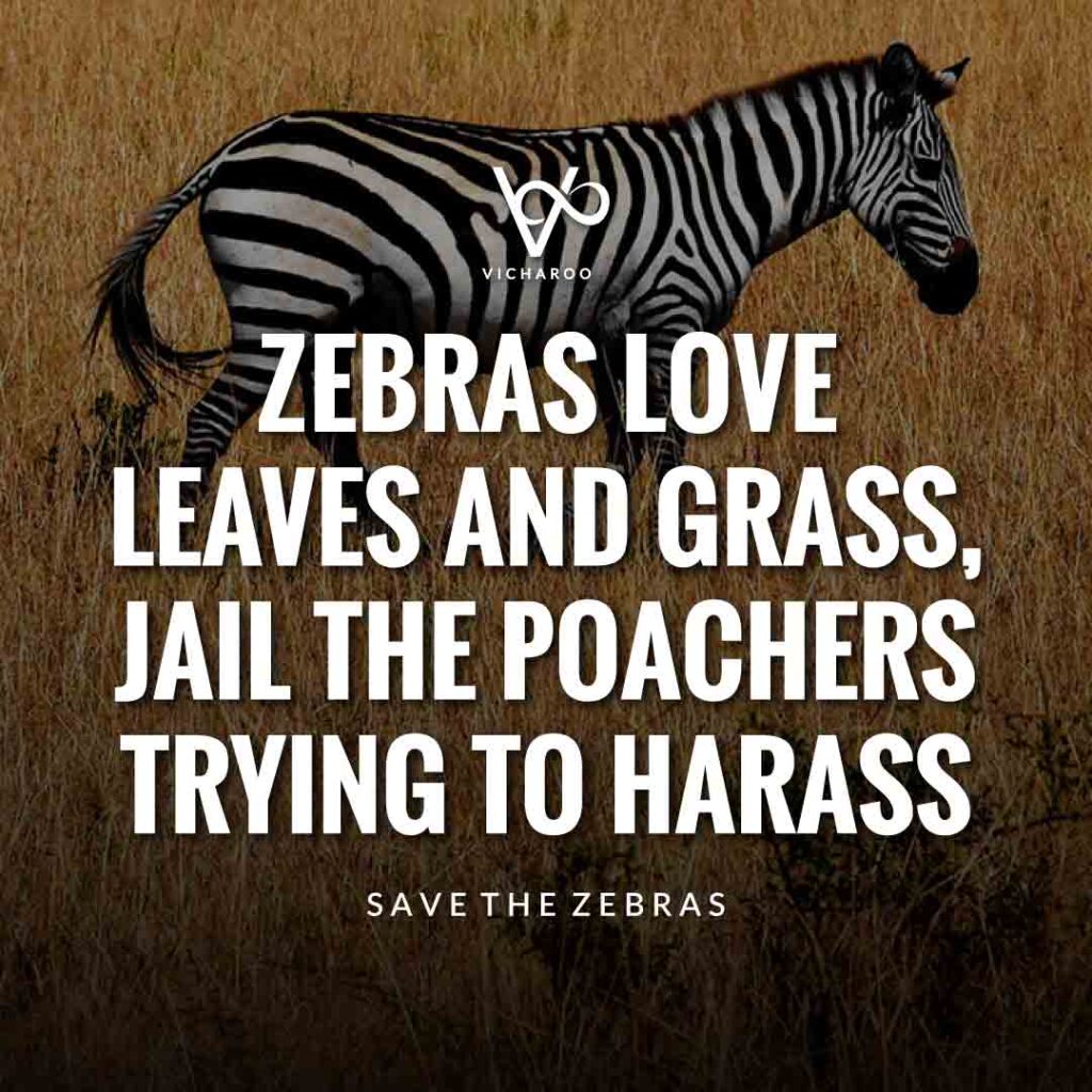 Zebras love leaves and grass, jail the poachers trying to harass | Save Zebras Slogans and Quotes | International Zebra Day