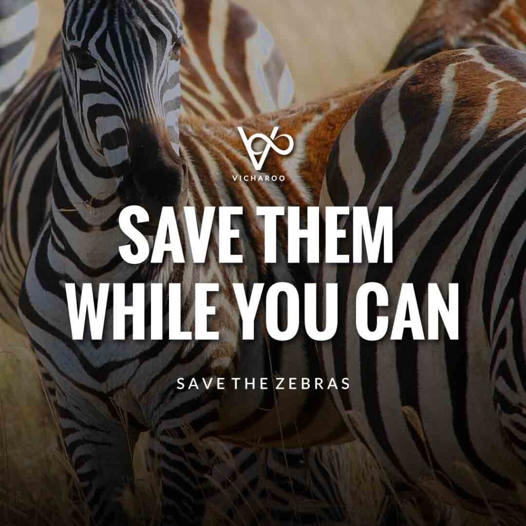 Save them while you can | Save Zebras Slogans and Quotes | International Zebra Day